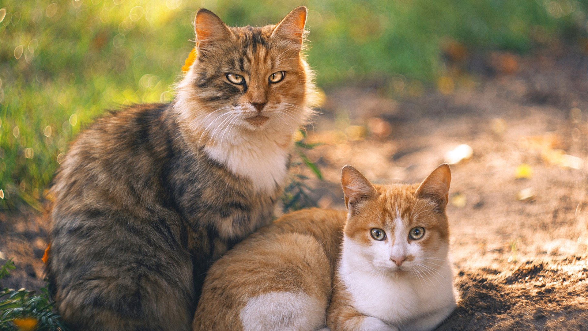 _勇士用三分攻击波撕裂对方防线_,勇士三分50中20射穿魔术