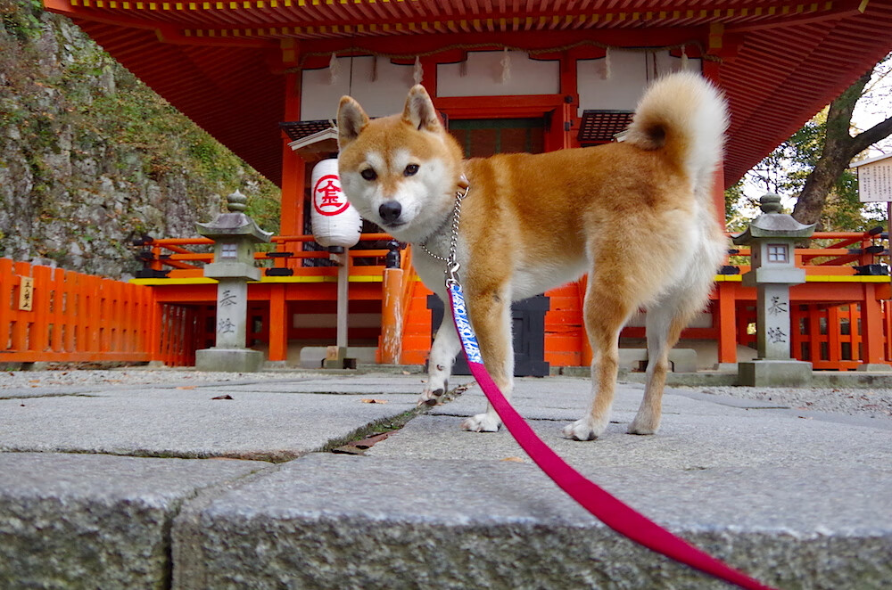 _快船队通过团队协作取得胜利_，快船队全称