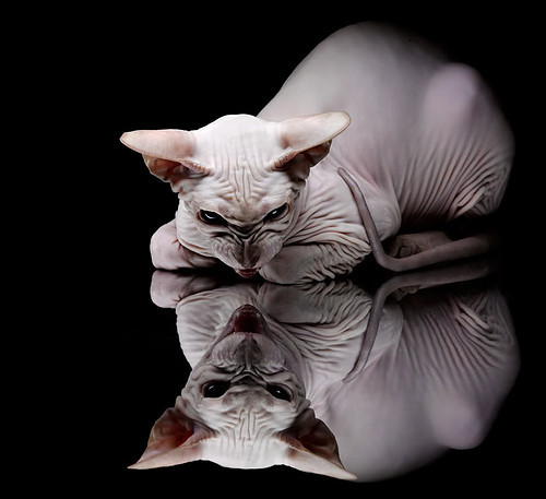 开云体育下载APP-德甲高水平，球迷留言支持，德甲 球迷