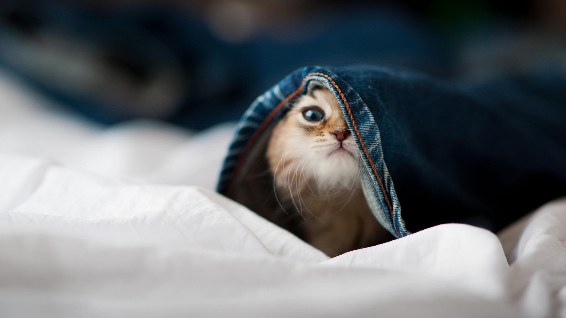 意大利媒体：伊朗足球，是冬奥最优雅的存在，伊朗足球知乎