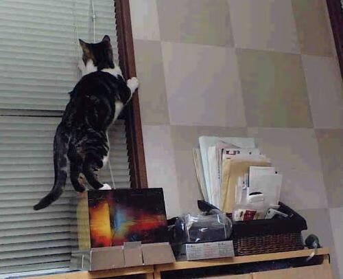 德甲战火升腾，精彩反击和精彩扑救不断上演，德甲榜首大战