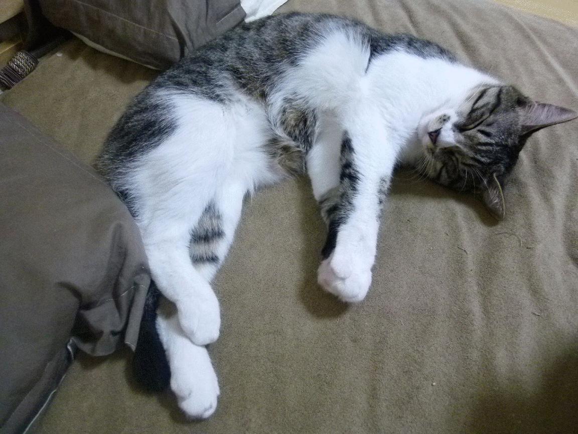 成长路径全公开：青少年精英培养计划，精英成长计划书