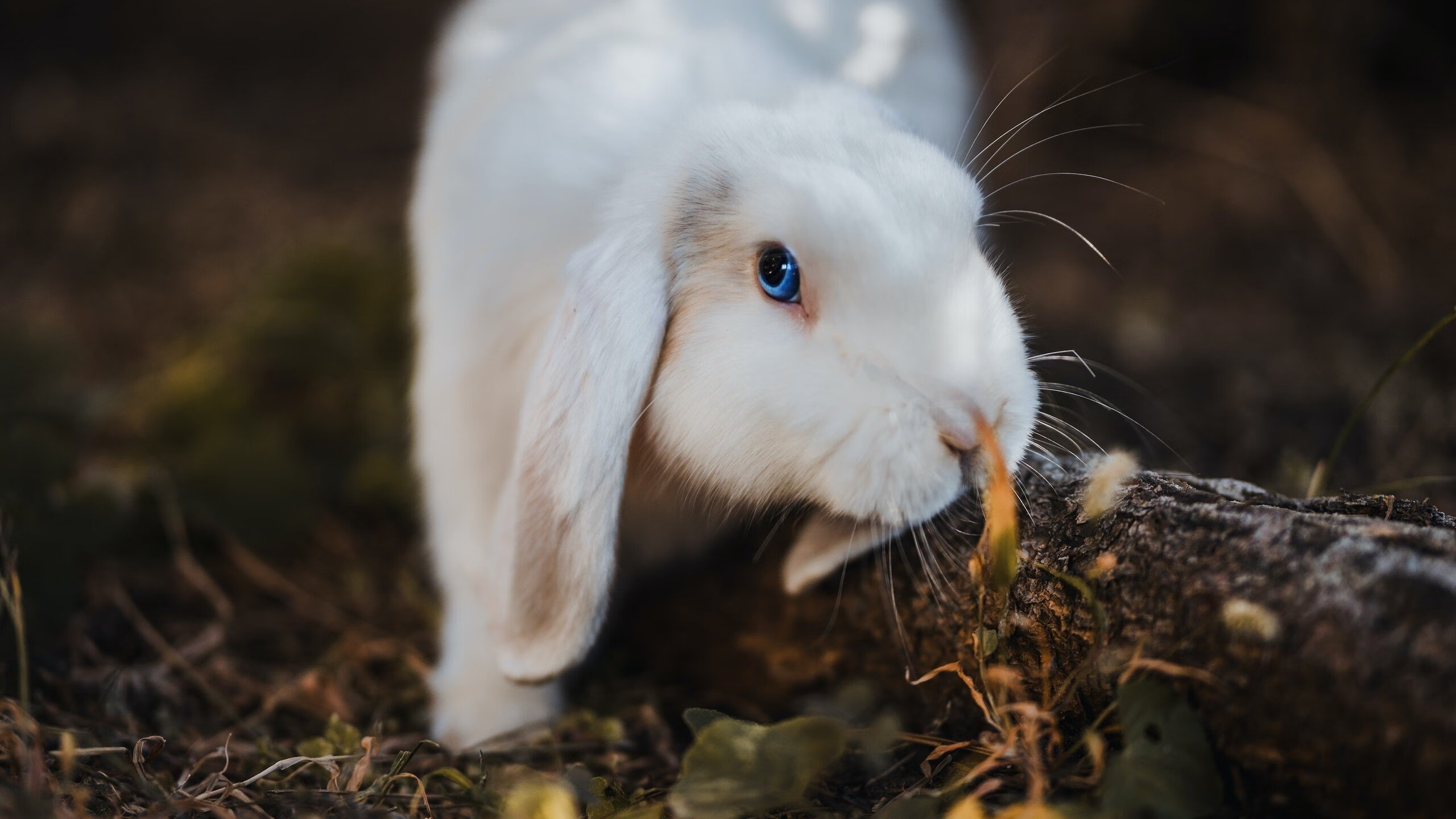 意甲豪门争锋,精彩瞬间不断,球员展示出色表现,意甲豪门排名
