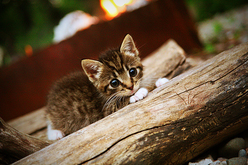 成都蓉城外援进球助球队逆转取胜，成都蓉城外援什么时候归队