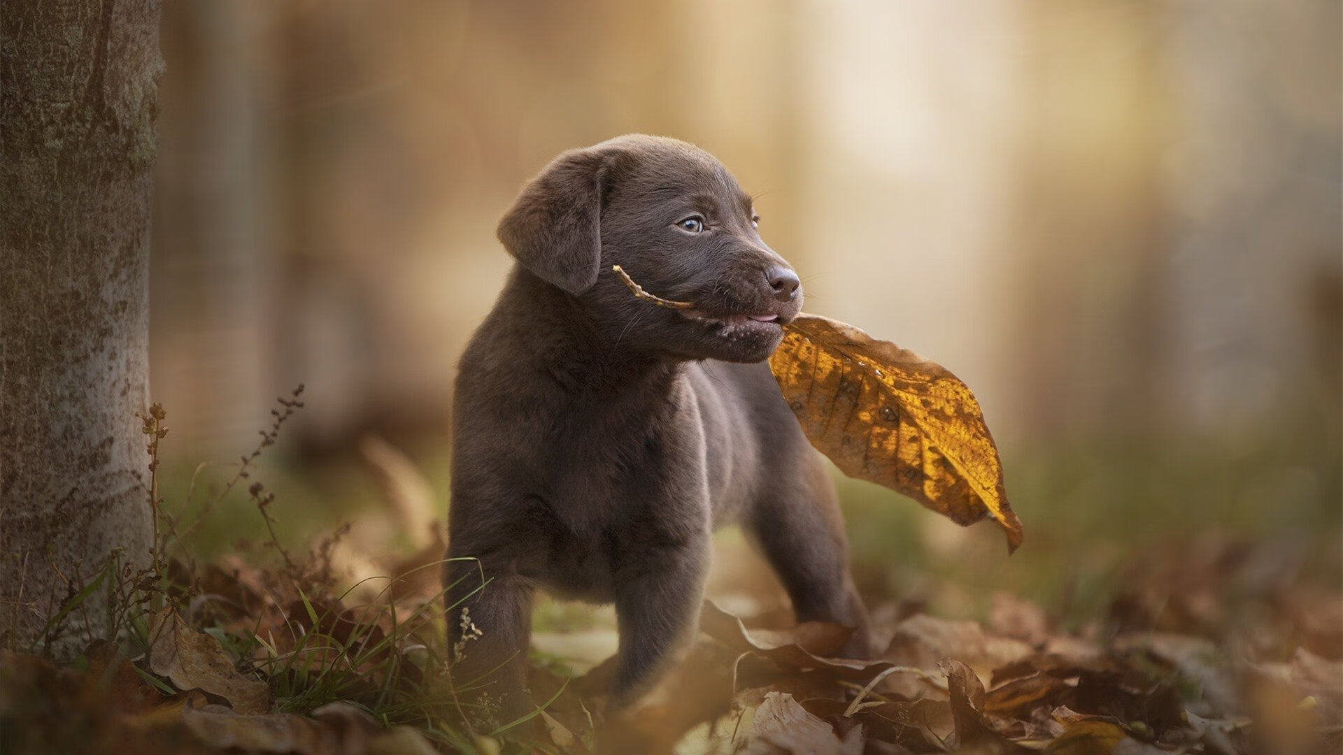 kaiyun sports app-英超胜利，教练点评战术变化，英超胜负预测