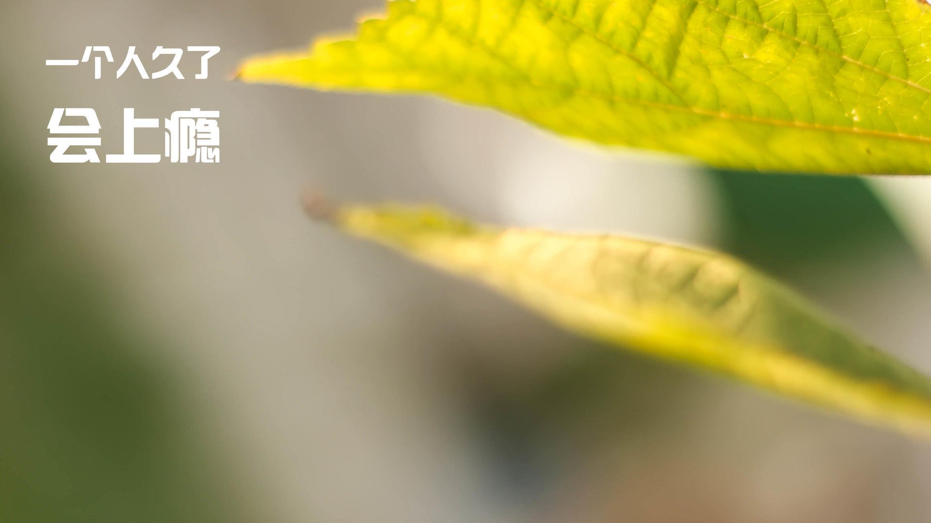 足球视频博主入驻体育院校开展交流活动，足球招主播论坛