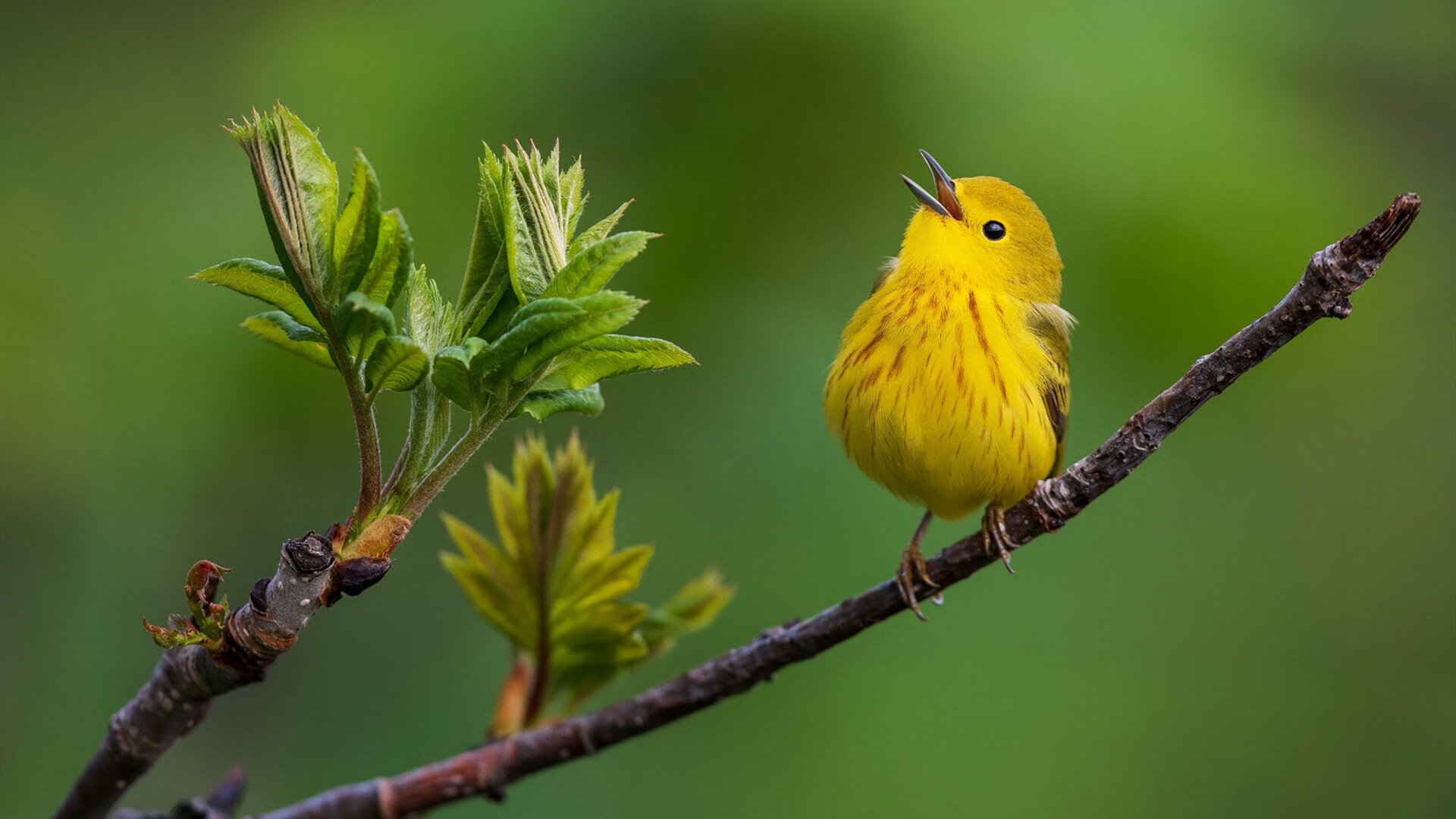 kaiyun xiazai-青少年篮球季后赛精彩纷呈，关注度持续走高，青少年篮球赛视频