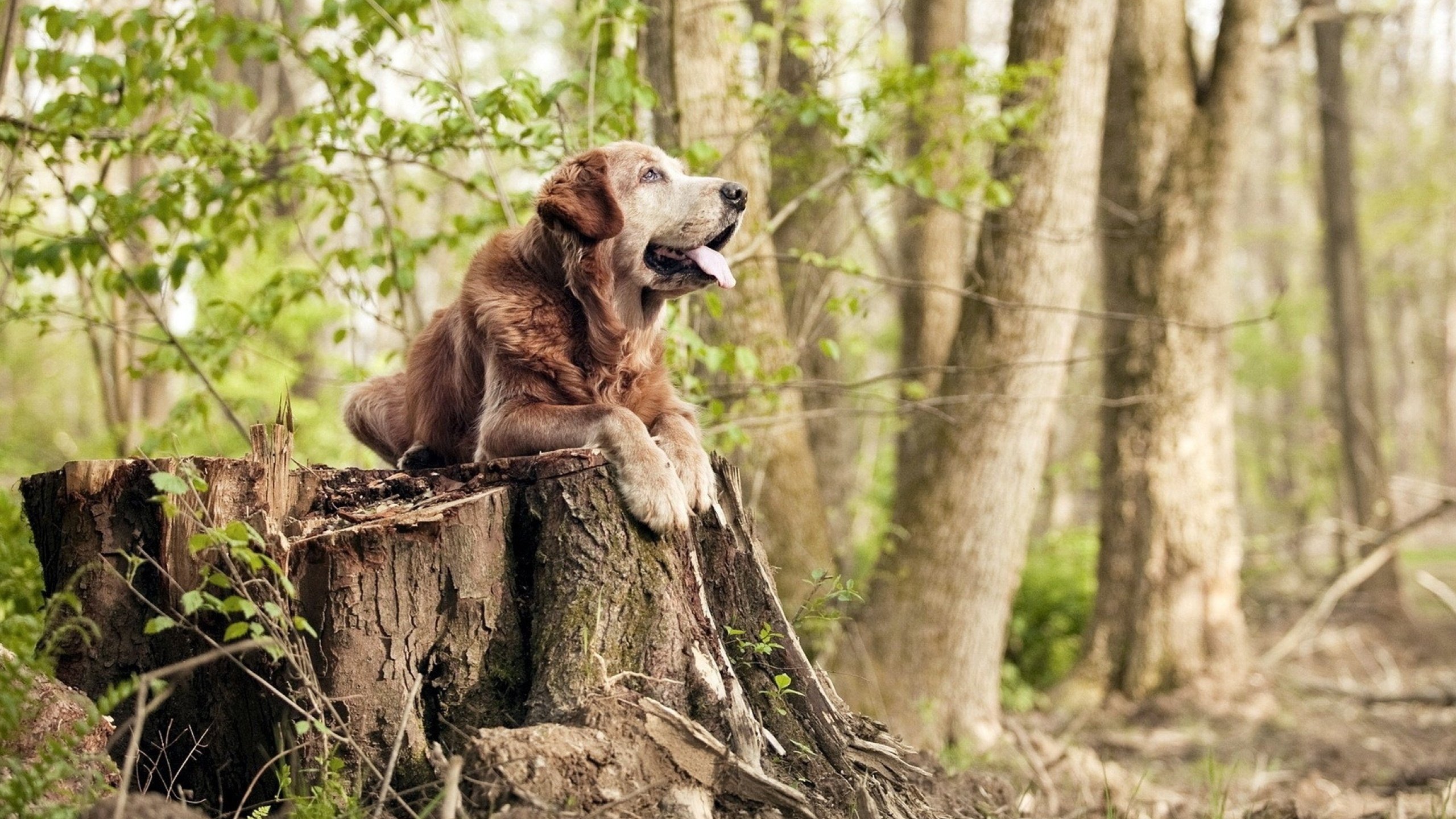 开云-SN战队主场观众热情高涨，sn战队smlz