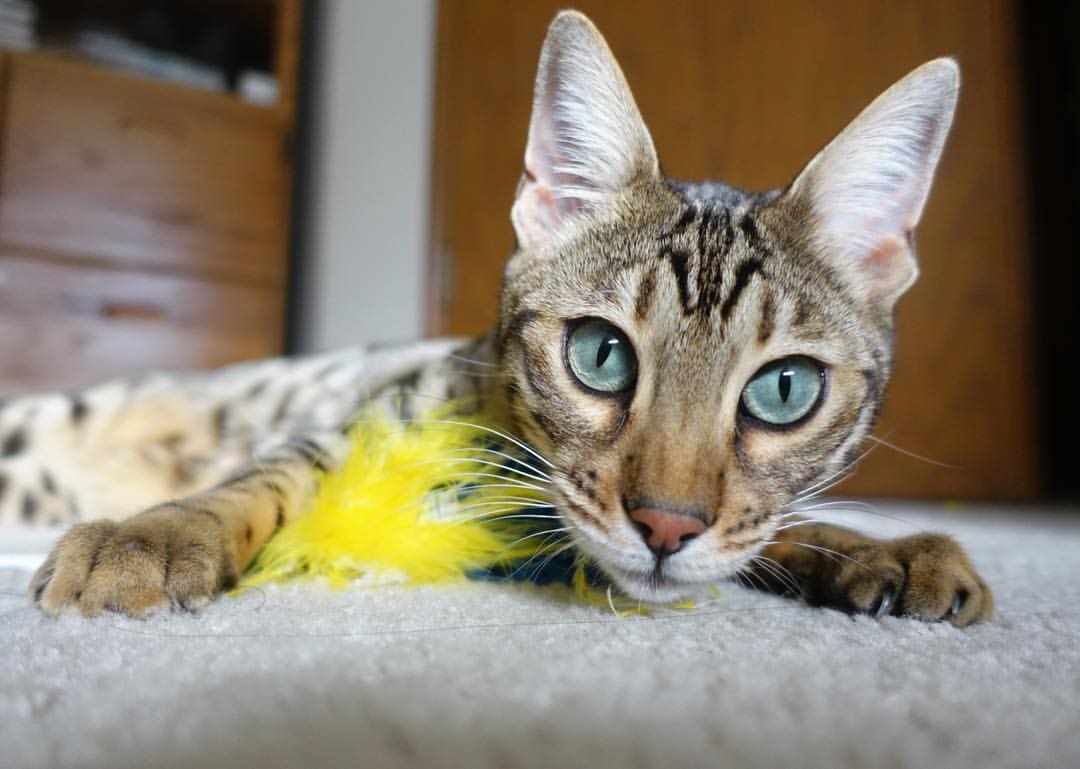 利物浦主场大胜,提升对冠军位置的信心,利物浦主场不败场次