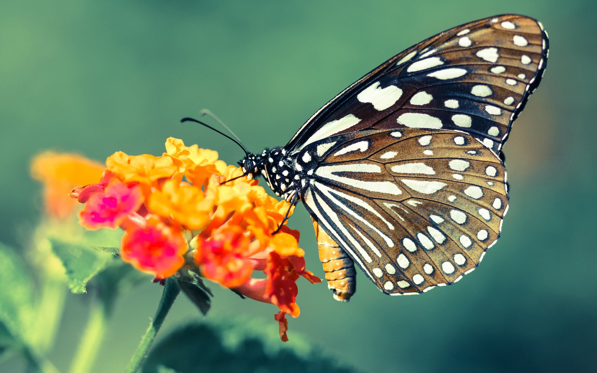 世界青少年射击锦标赛中国远动员揽金，青少年射击比赛