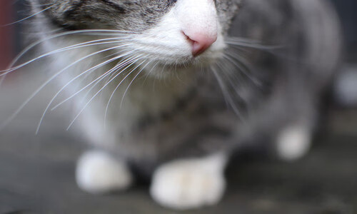 世界青年皮划艇锦标赛中国队成功夺牌，世界青年皮划艇锦标赛中国队成功夺牌了吗