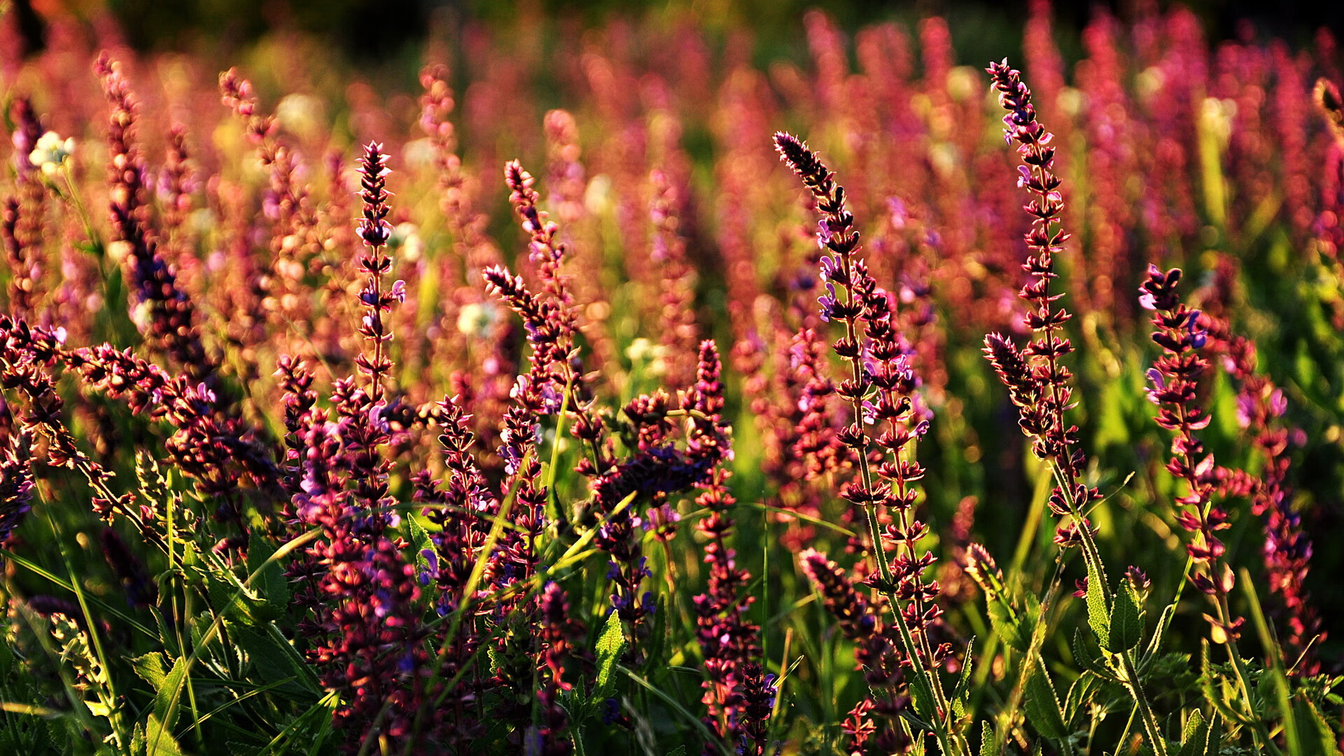 中国篮球联赛裁判判罚标准化体系研究，2021版篮球裁判规则