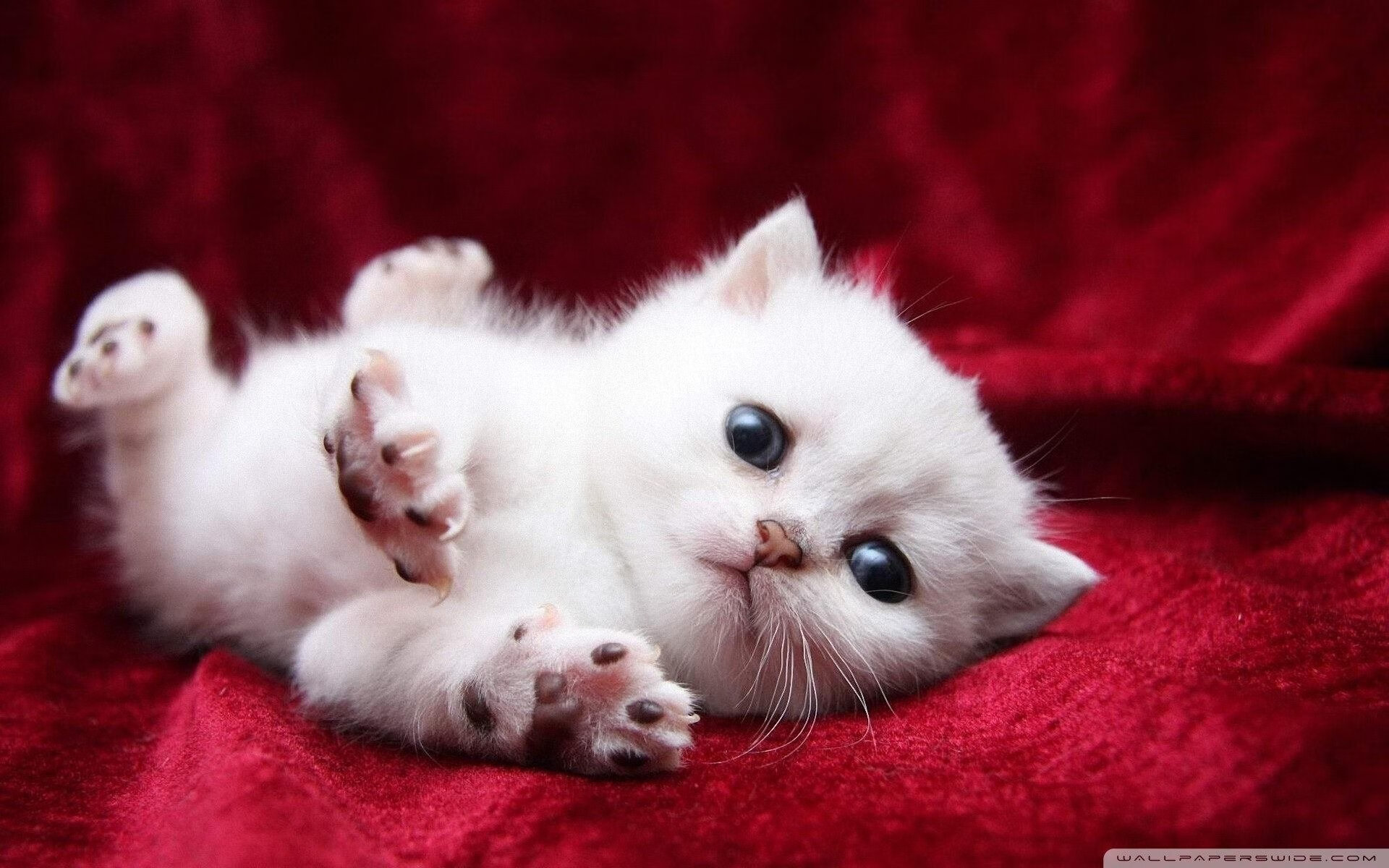 未来足球：低碳、智能、绿色新场馆开启，未来足球app下载